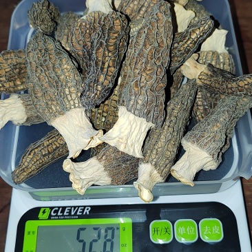6没羊肚菌精品干货，最后20斤