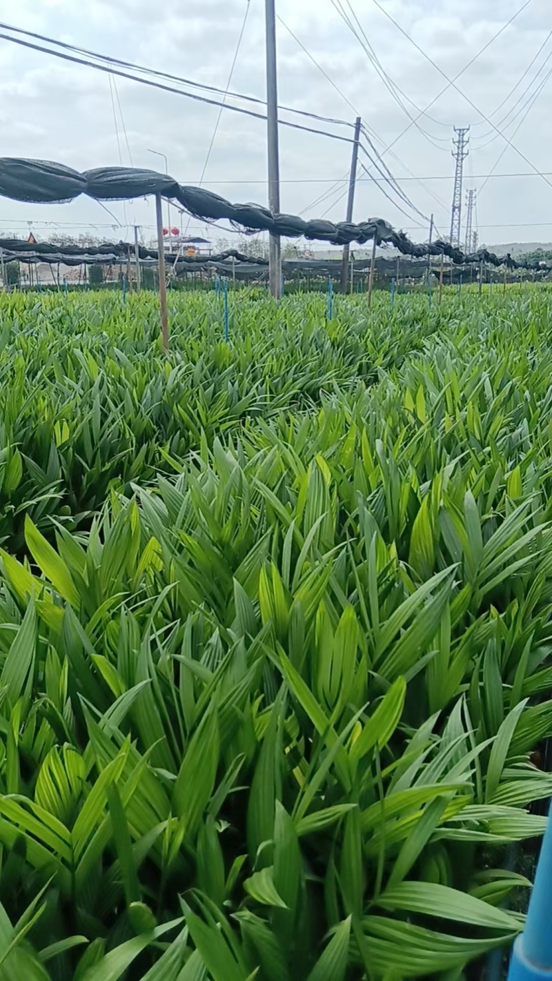 海南槟榔苗