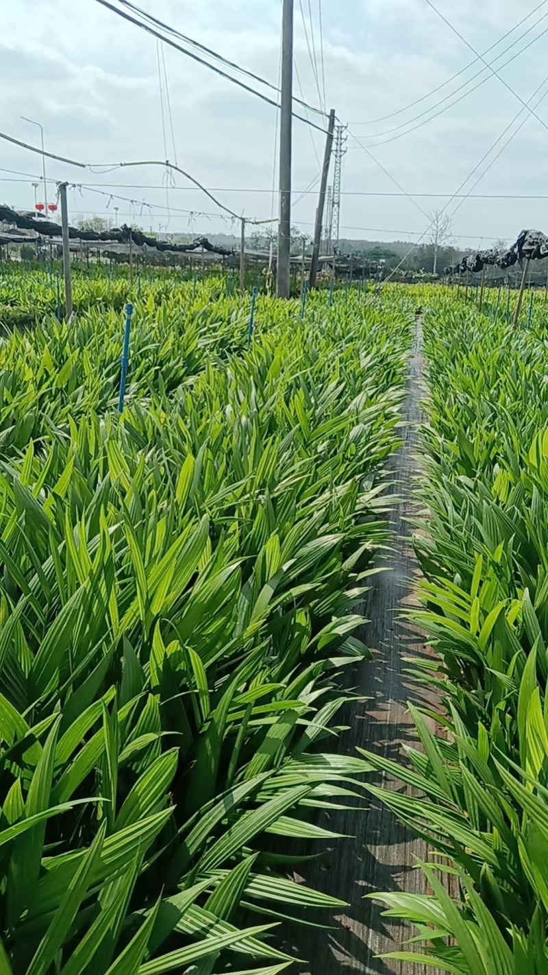 海南槟榔苗