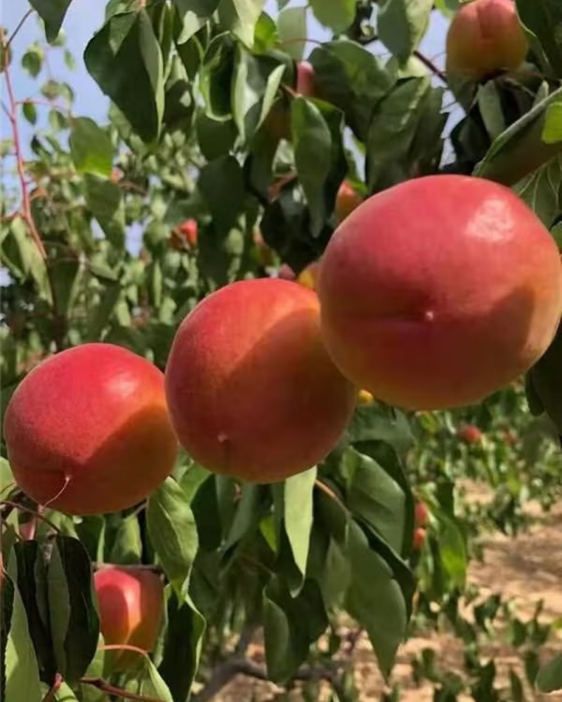 【珍珠枣油桃】枣油桃陕西精品油桃大量上市质量保障