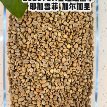 咖啡豆2026日晒**，黑蜜，卡法，果丁丁空运精品生豆