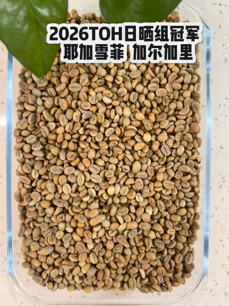 咖啡豆2026日晒**，黑蜜，卡法，果丁丁空运精品生豆