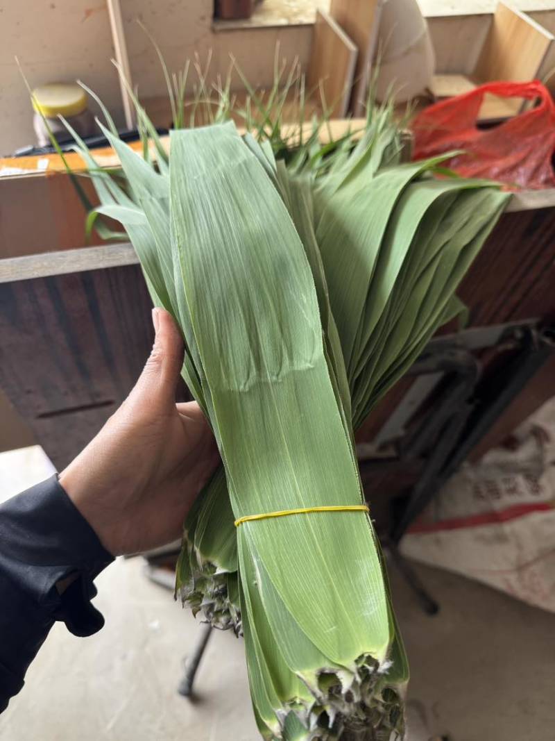 白洋淀野生芦苇叶