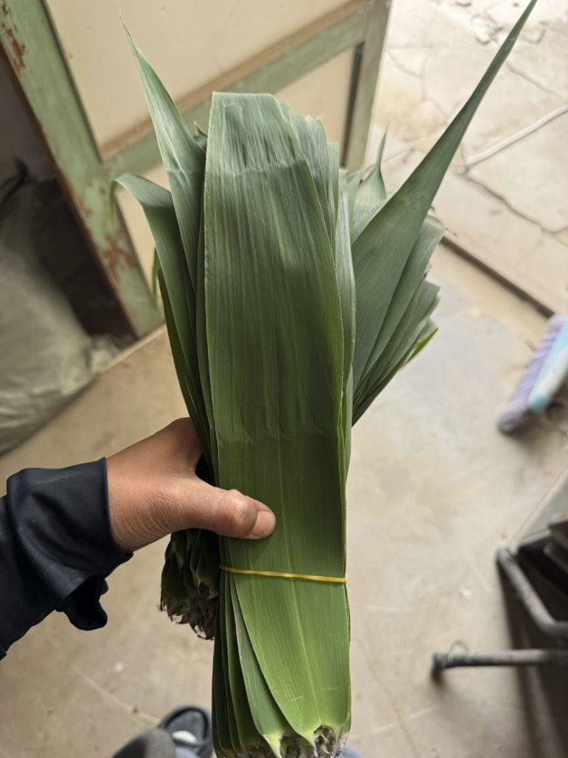 白洋淀野生芦苇叶