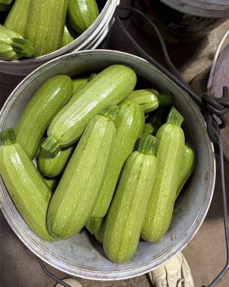 云南通海西葫芦小瓜