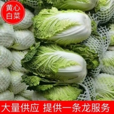 云南通海白菜，黄心白菜、长筒白菜（绍菜）