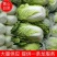 云南通海白菜，黄心白菜、长筒白菜（绍菜）