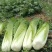 云南通海白菜，黄心白菜、长筒白菜（绍菜）