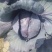 紫甘蓝