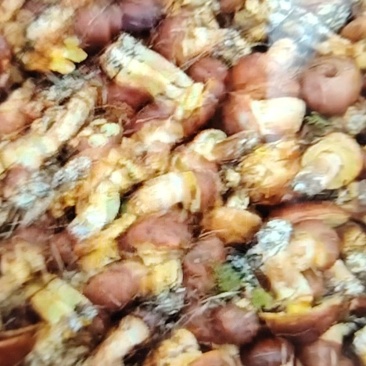 厚环乳牛肝菌，鲜货