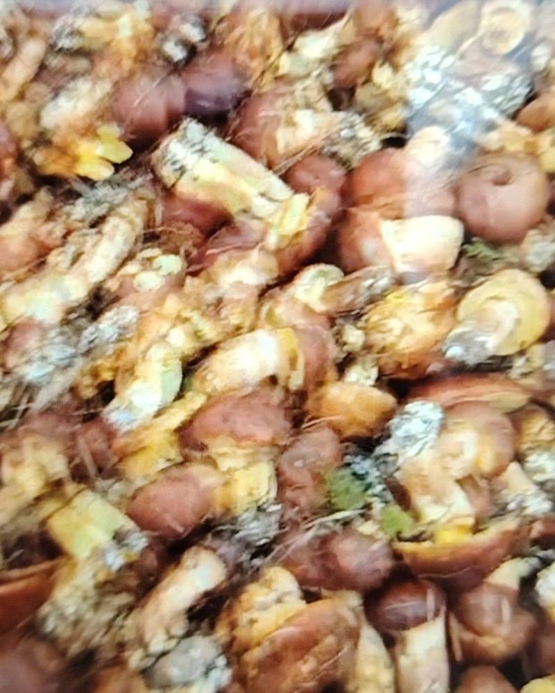 厚环乳牛肝菌，鲜货