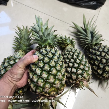 凤梨