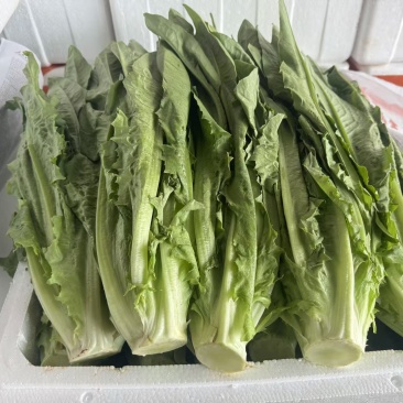油麦菜每天都有1-1000斤都卖，质量保证量大从优