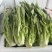 油麦菜每天都有1-1000斤都卖，质量保证量大从优