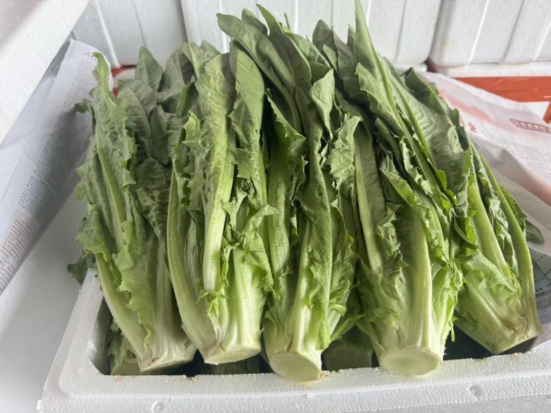 油麦菜每天都有1-1000斤都卖，质量保证量大从优