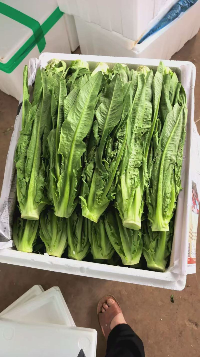 油麦菜每天都有1-1000斤都卖，质量保证量大从优