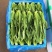 油麦菜每天都有1-1000斤都卖，质量保证量大从优