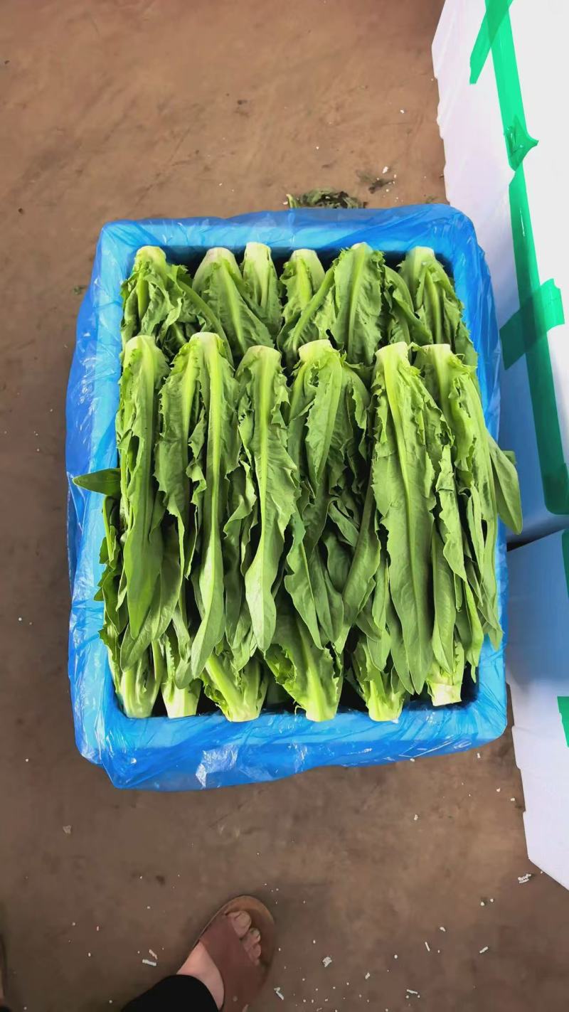 油麦菜每天都有1-1000斤都卖，质量保证量大从优