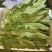 油麦菜每天都有1-1000斤都卖，质量保证量大从优
