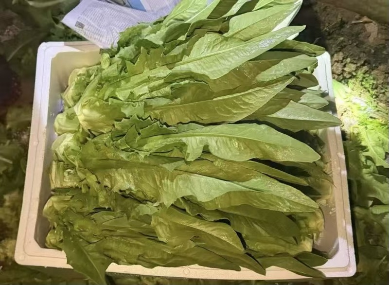 油麦菜每天都有1-1000斤都卖，质量保证量大从优