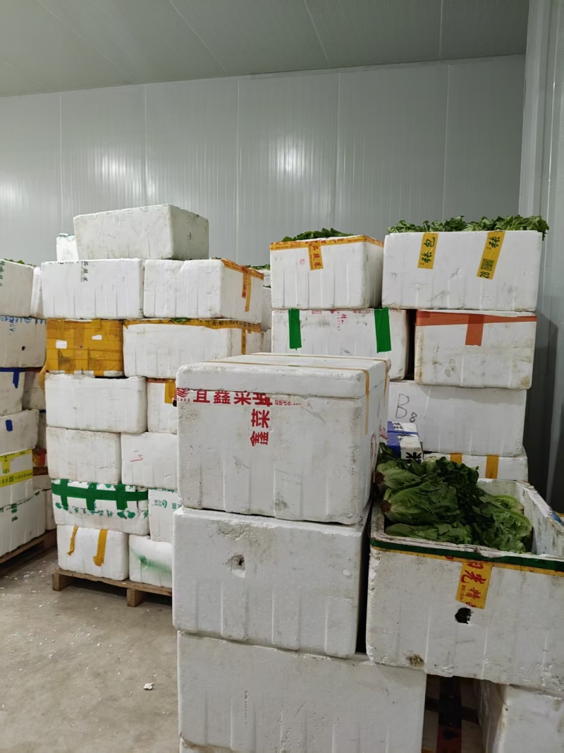 油麦菜每天都有1-1000斤都卖，质量保证量大从优