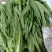 油麦菜每天都有1-1000斤都卖，质量保证量大从优