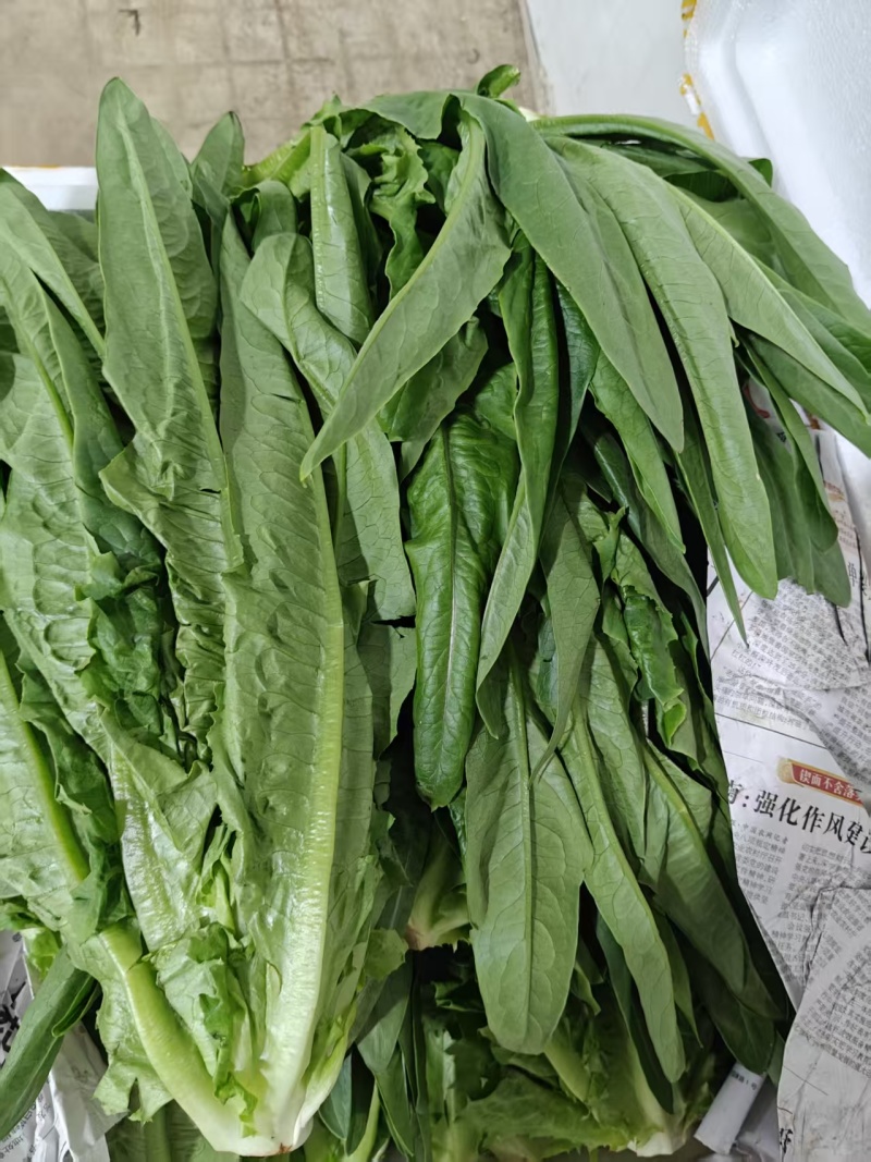 油麦菜每天都有1-1000斤都卖，质量保证量大从优