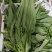 油麦菜每天都有1-1000斤都卖，质量保证量大从优