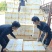 油麦菜每天都有1-1000斤都卖，质量保证量大从优