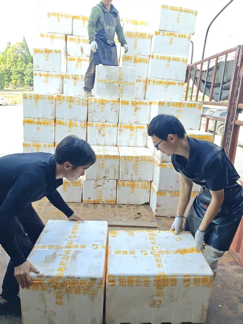 油麦菜每天都有1-1000斤都卖，质量保证量大从优