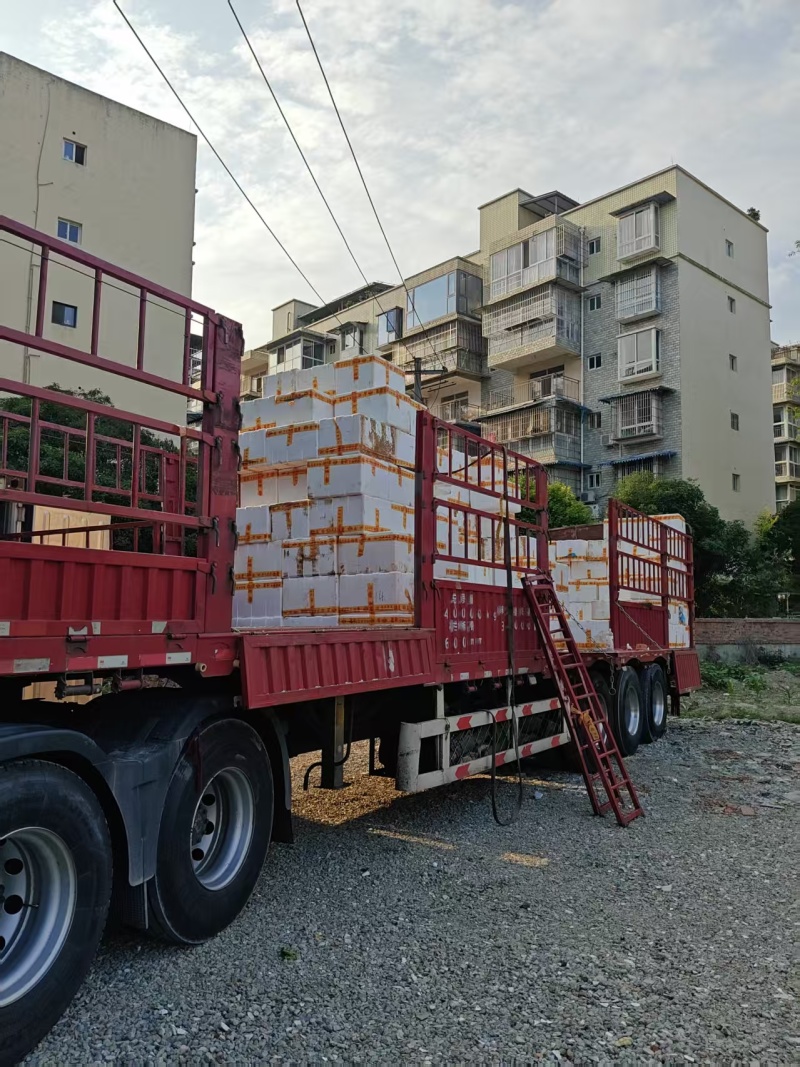 油麦菜每天都有1-1000斤都卖，质量保证量大从优