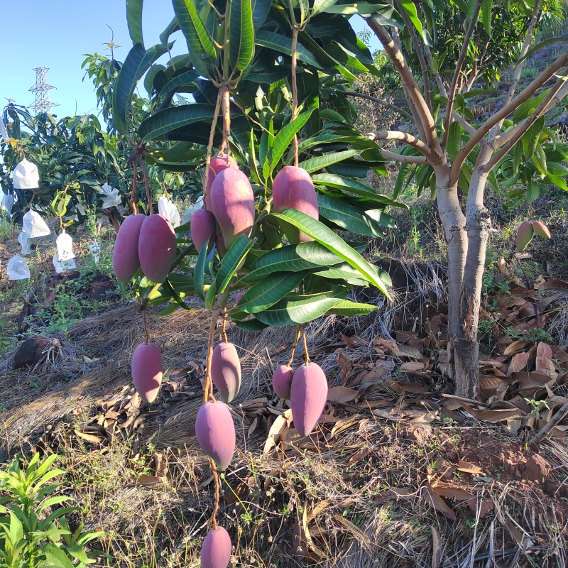 正宗攀枝花贵妃芒果