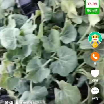自家育苗基地直供，优质南瓜苗/密本南瓜苗，品种纯正、无病虫