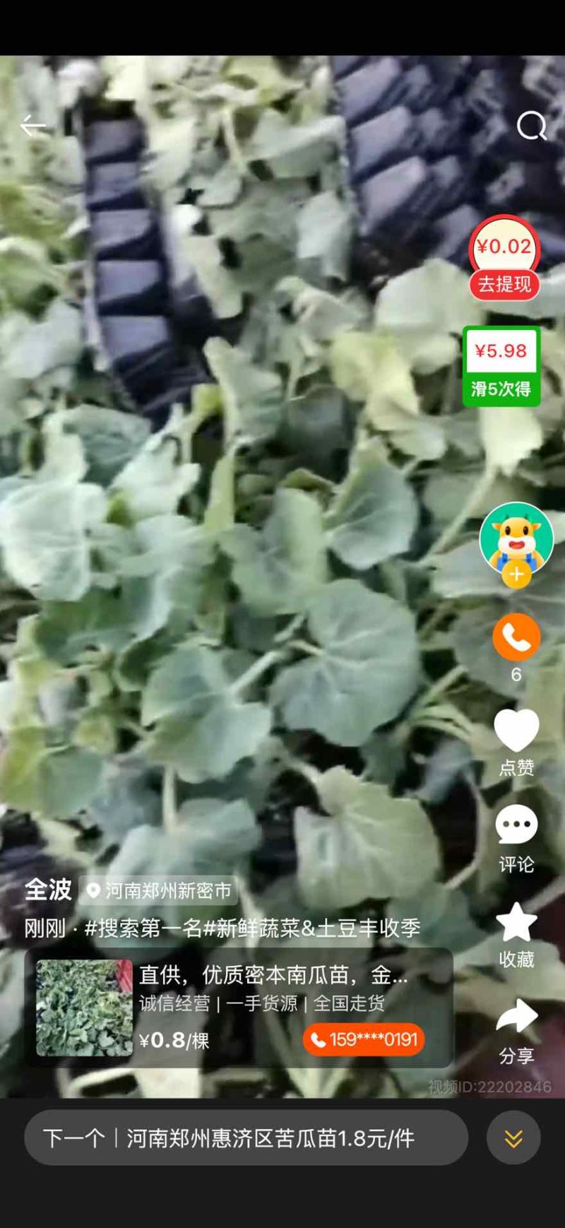 自家育苗基地直供，优质南瓜苗/密本南瓜苗，品种纯正、无病虫