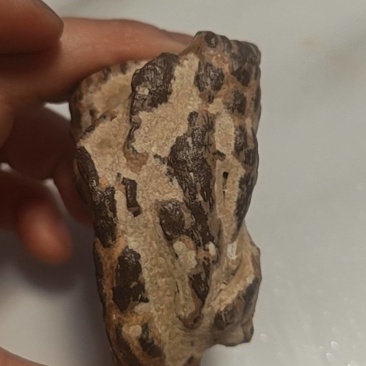 羊结石