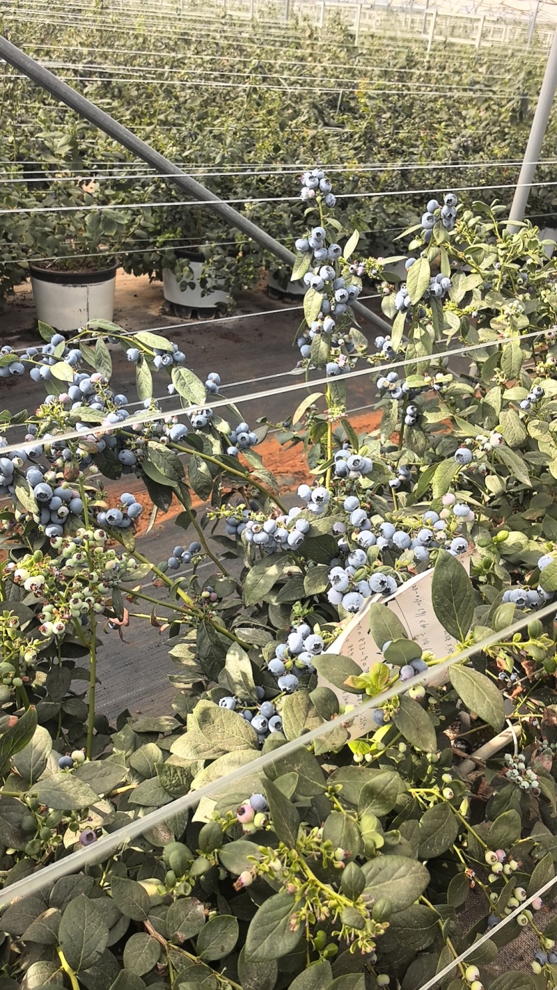 云南高原花香蓝莓
