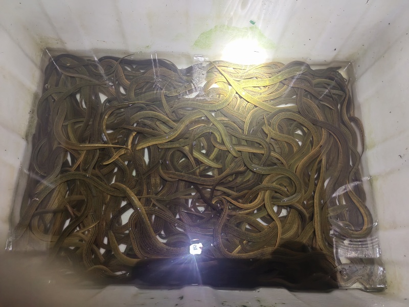 湖北野生鳝鱼