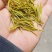 卖高山黄茶