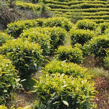 卖高山黄茶