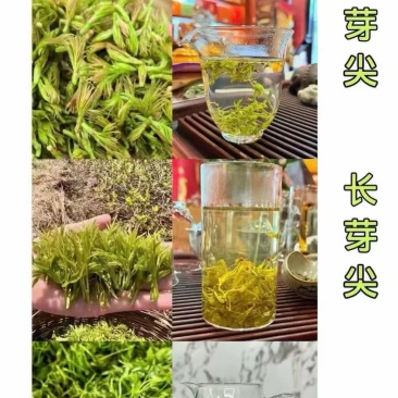 张家界莓茶