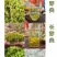 张家界莓茶
