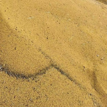 助农黄油菜无农药突然好菜籽
