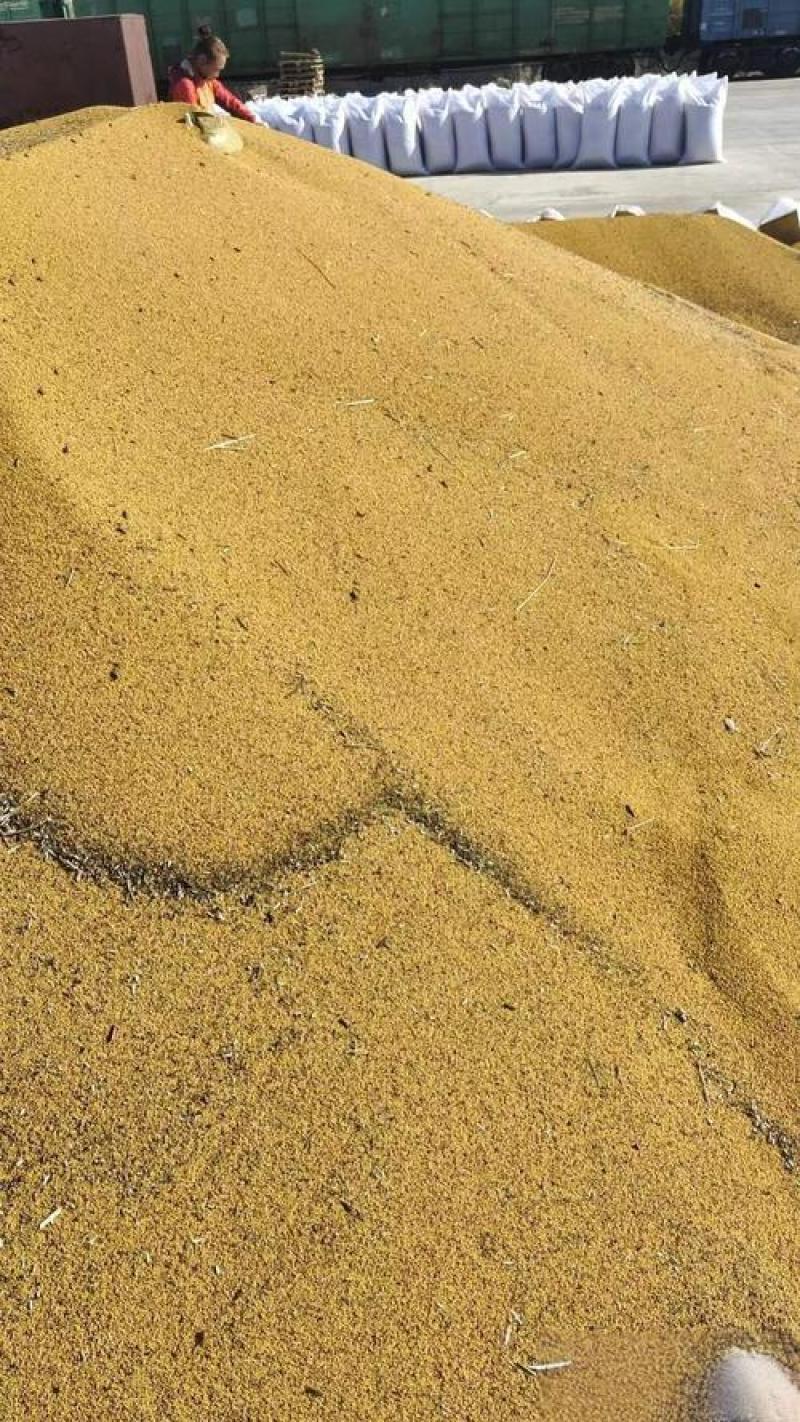 助农黄油菜无农药突然好菜籽
