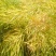 助农黄油菜无农药突然好菜籽