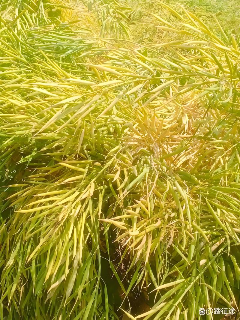 助农黄油菜无农药突然好菜籽