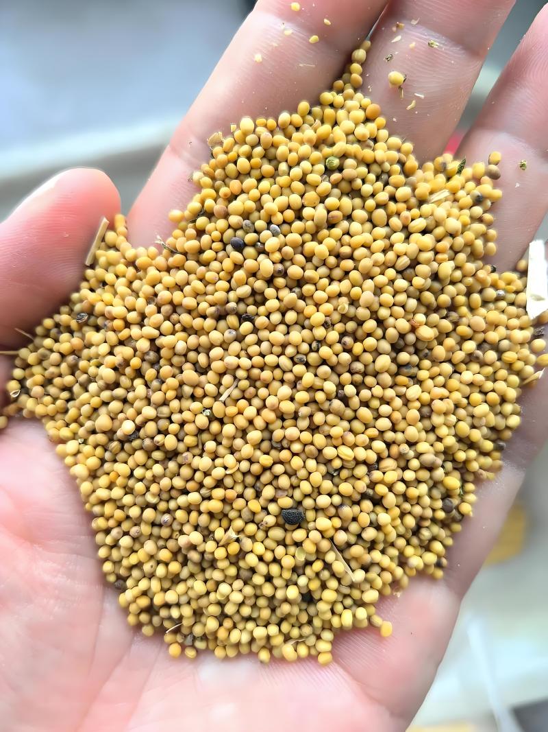 助农黄油菜无农药突然好菜籽