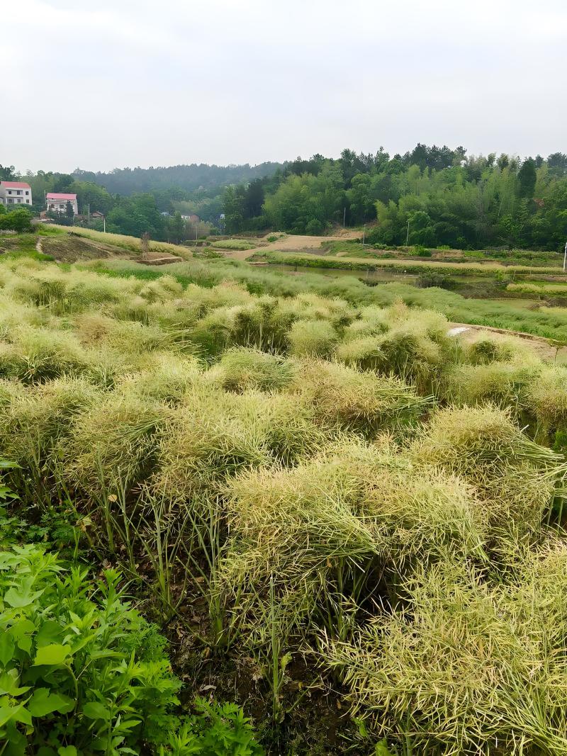 助农黄油菜无农药突然好菜籽