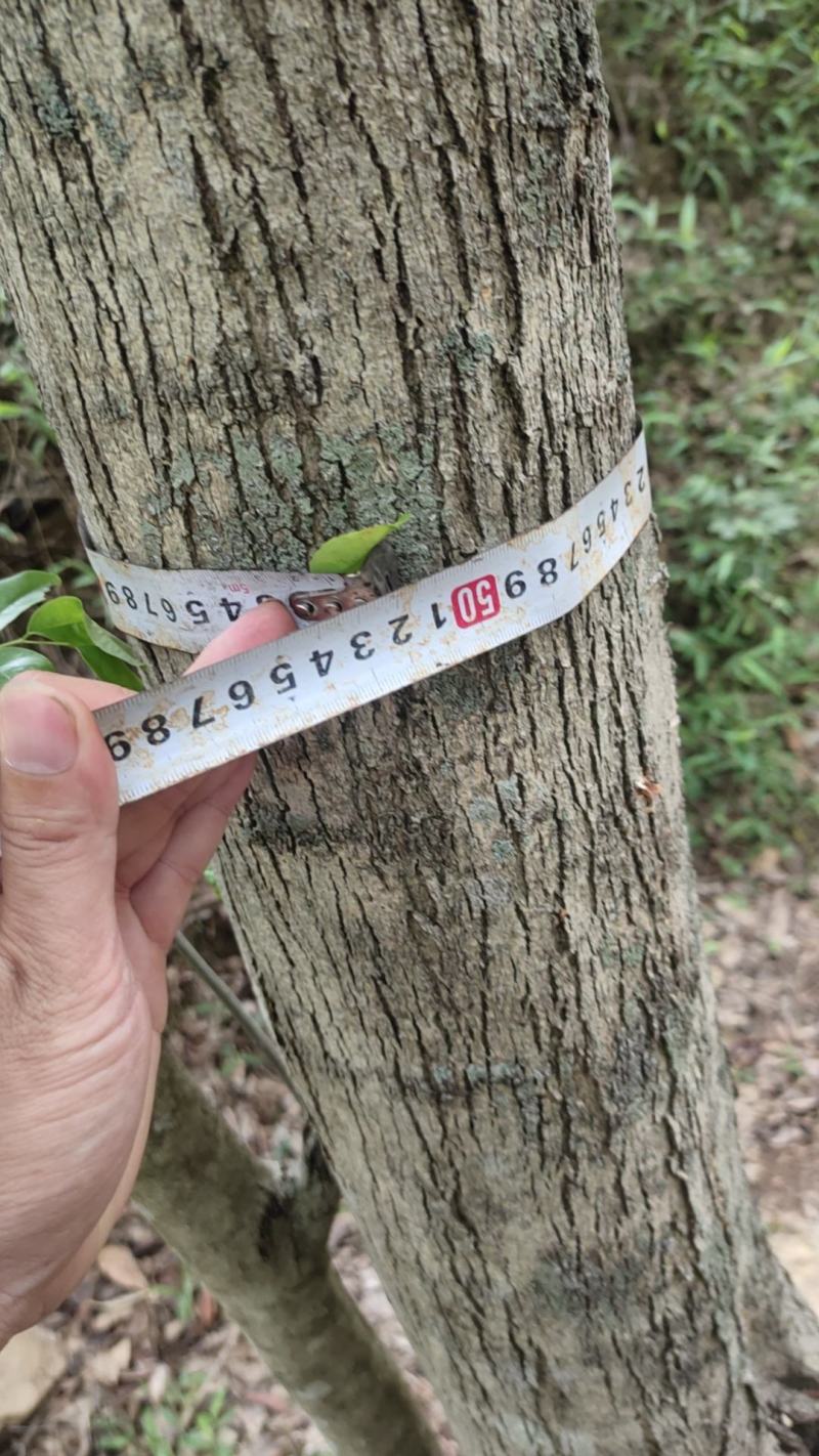 看上快速下手不然过几天当杂木卖了