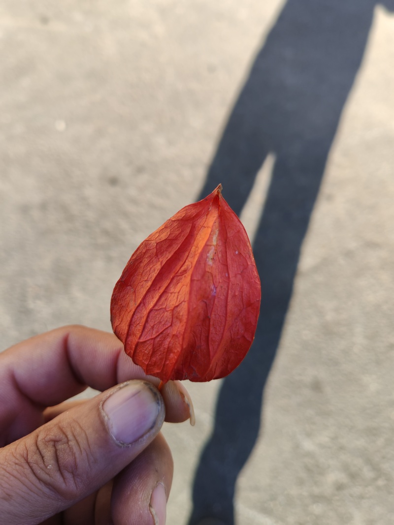 果皮一体，烘干通货