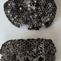 软蜂房，花斑毛